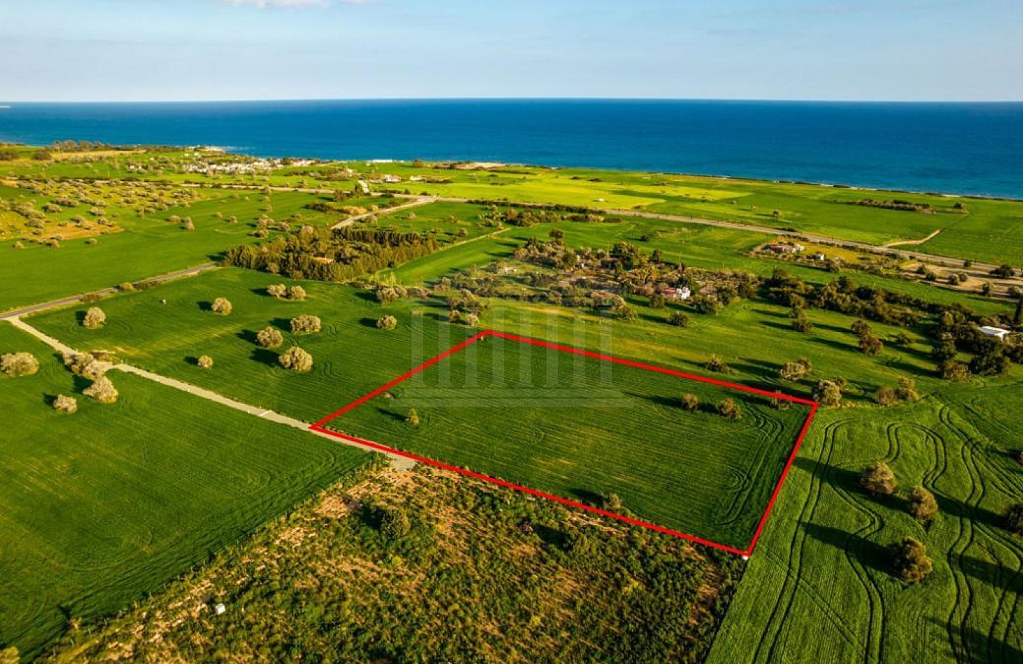 Field in Mazotos, Larnaca