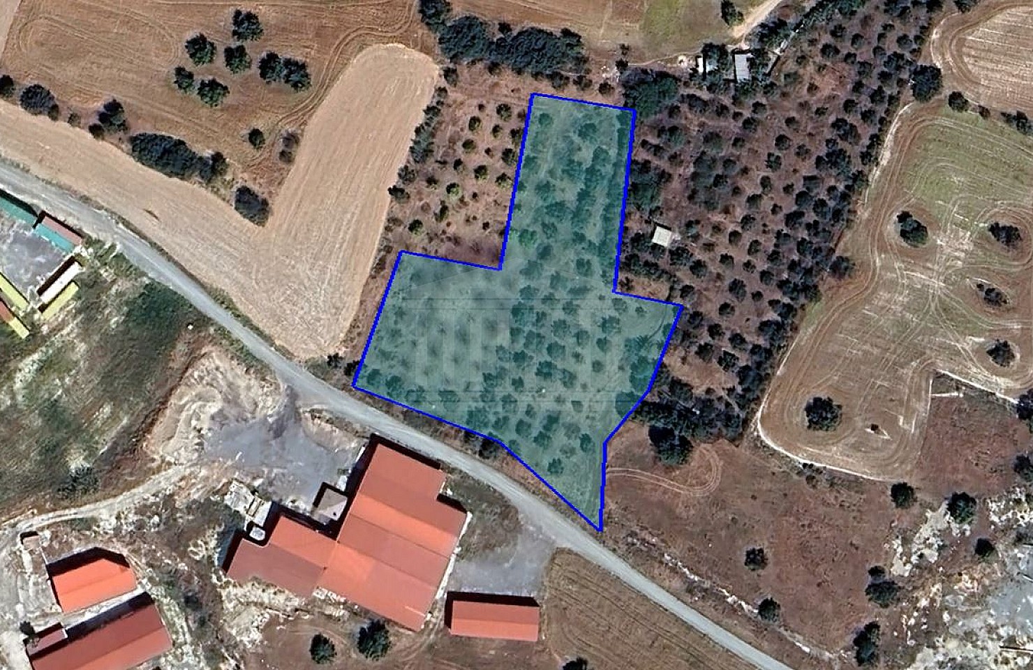 Field in Anglisides, Larnaca