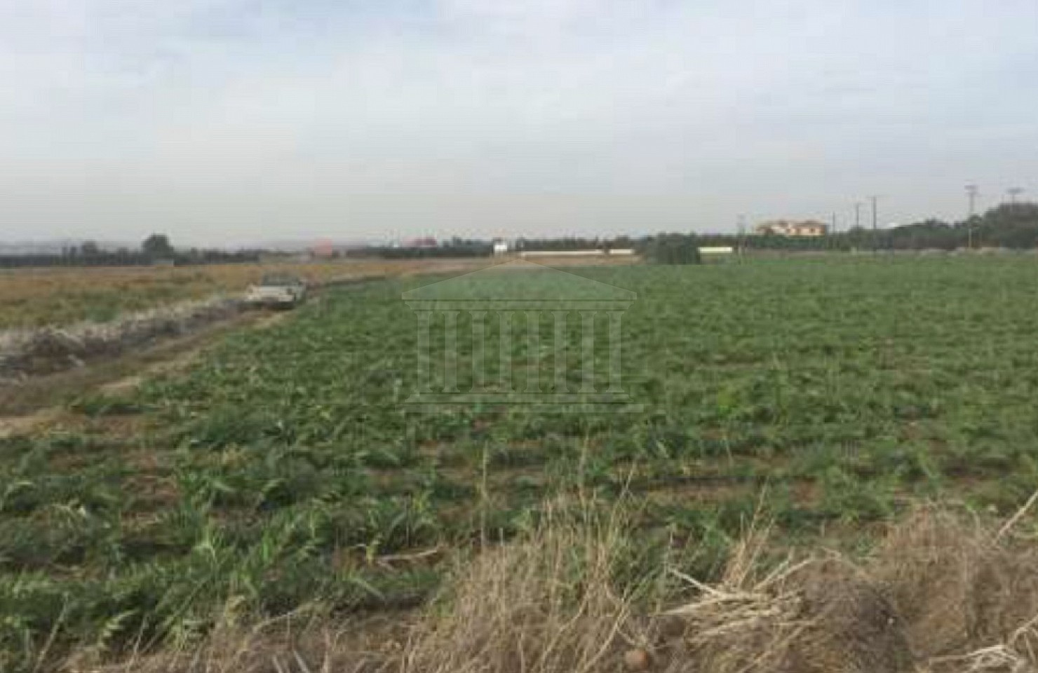 Field in Pervolia, Larnaka