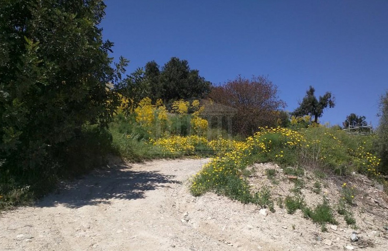 Field in Agios Theodoros, Larnaka