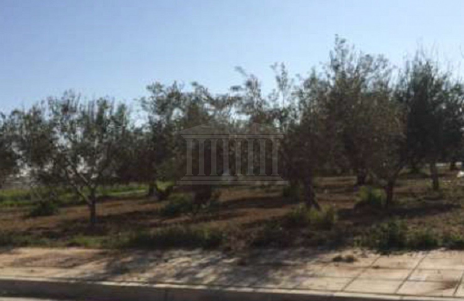 Field in Aradippou, Larnaka