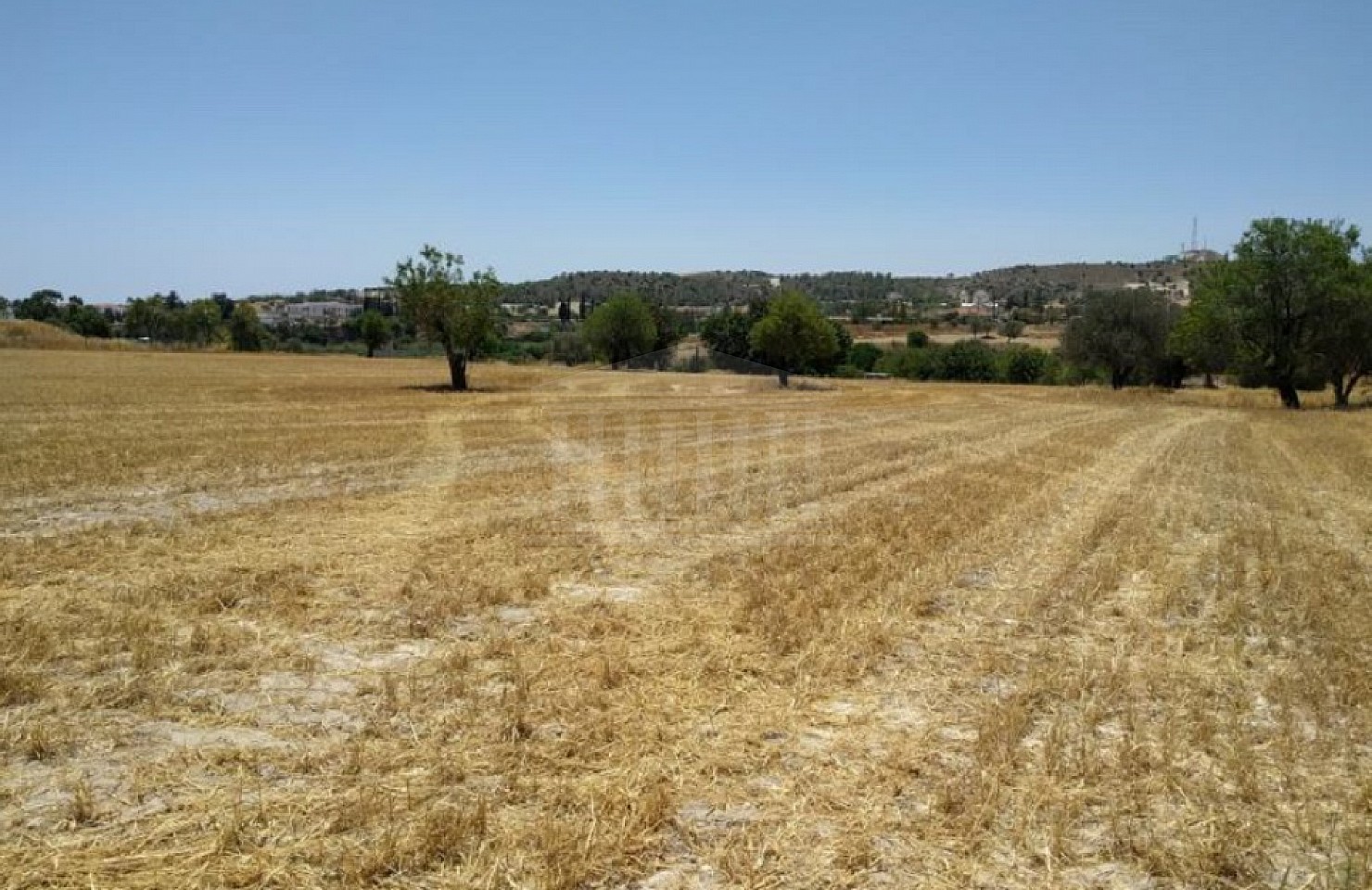 Two Fields in Alethriko, Larnaka