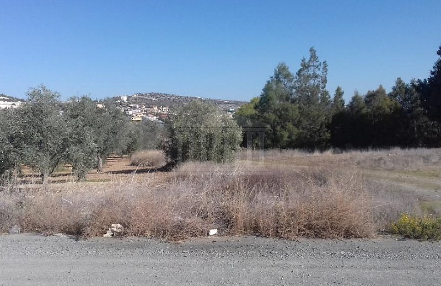 Field in Anglisides, Larnaka