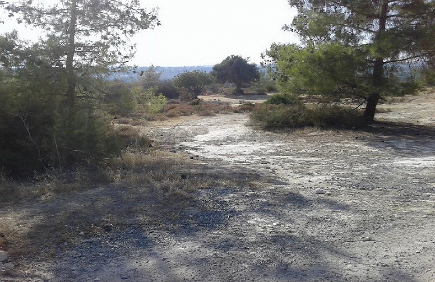 Field in Souni-Zanakia, Limassol