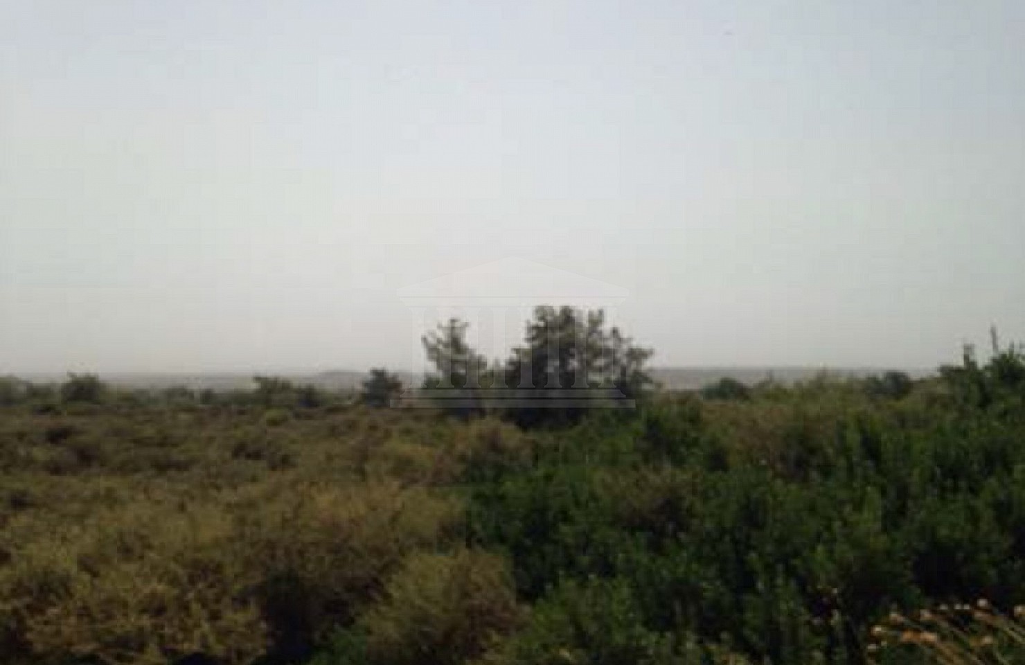 Field in Pano Kivides, Limassol
