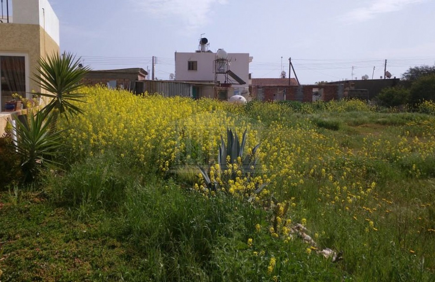 Two Fields in Xylofagou , Larnaka