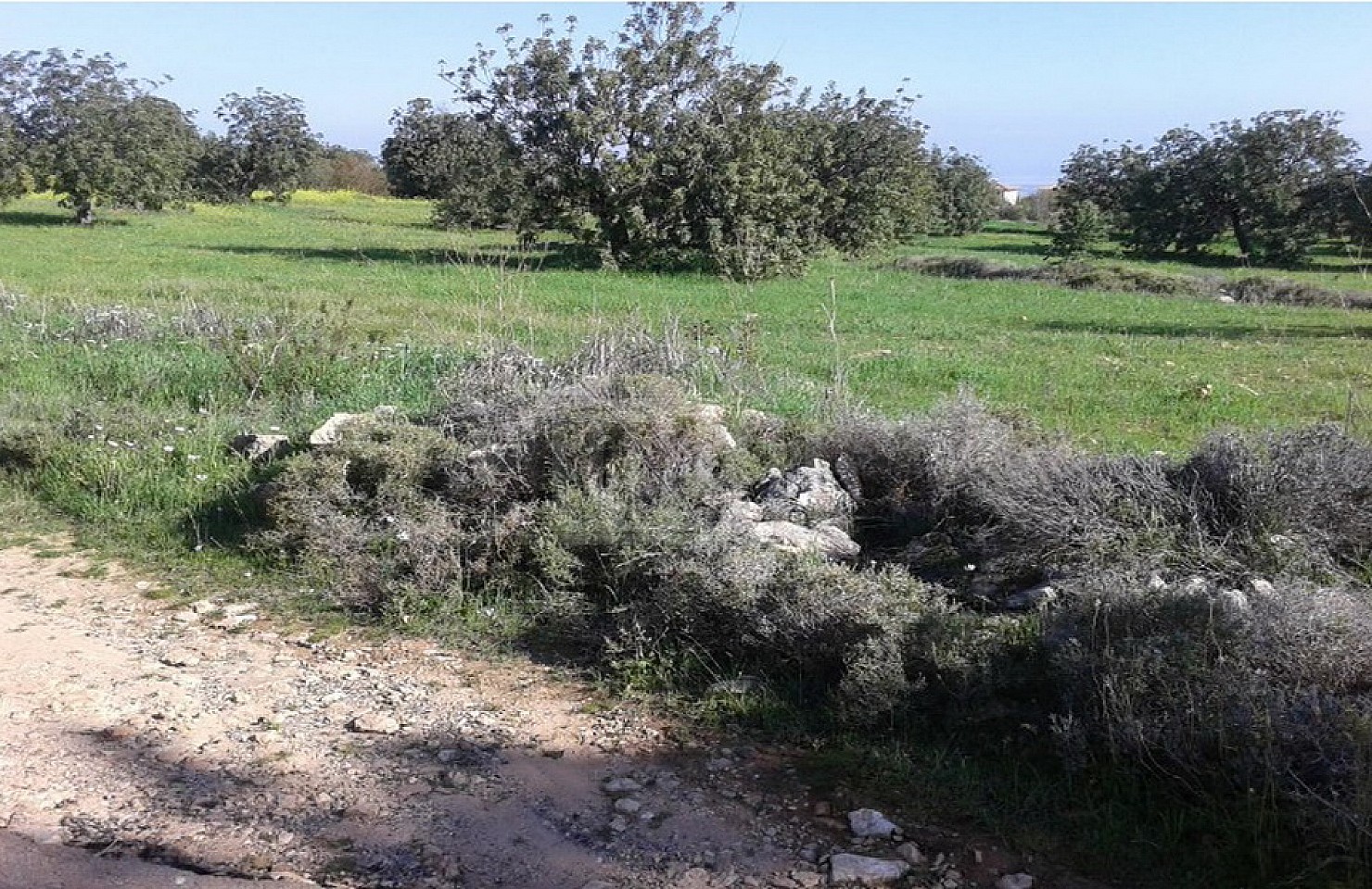 Field in Souni-Zanakia, Limassol