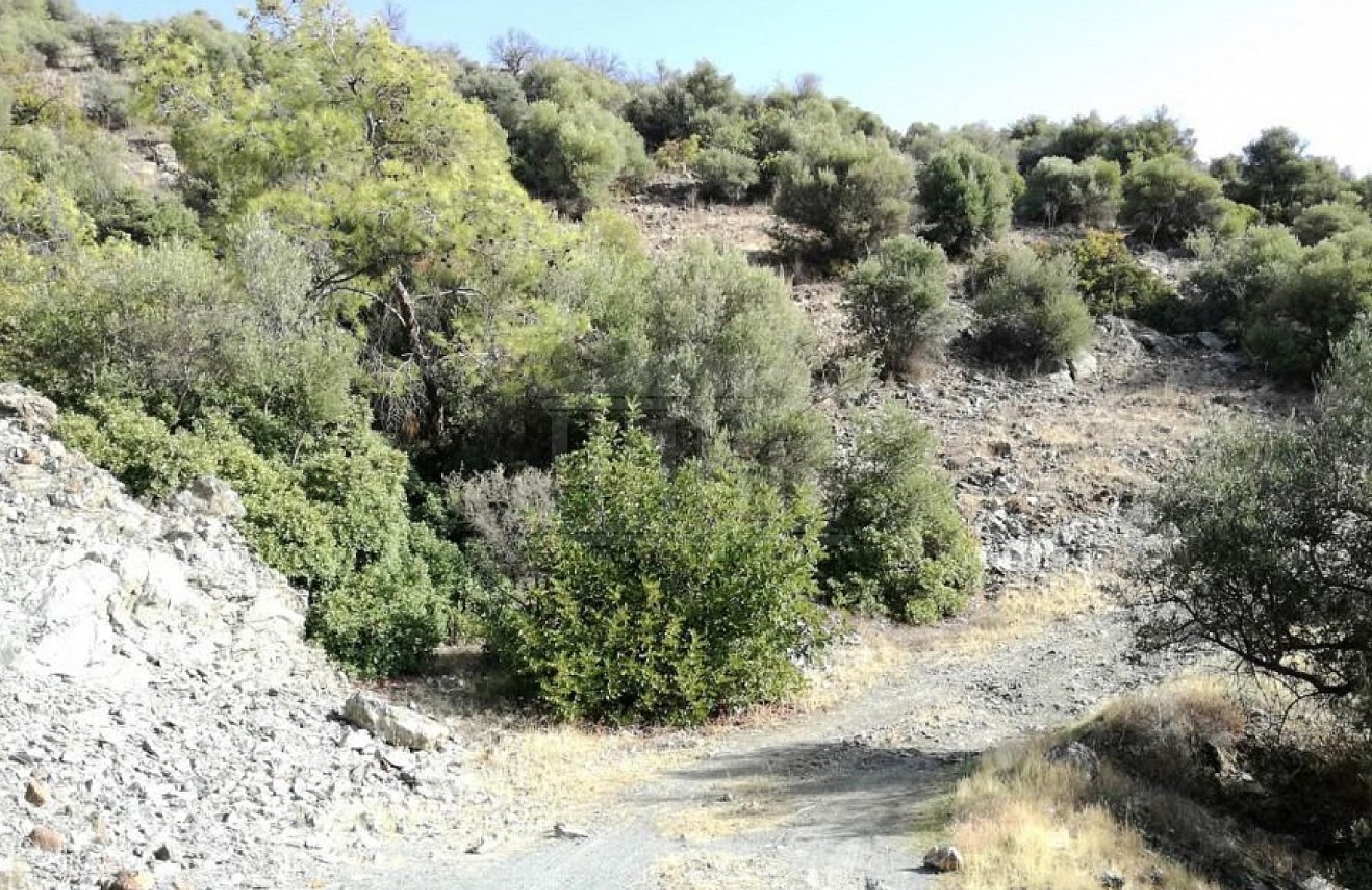 Five Fields in Foinikaria , Limassol