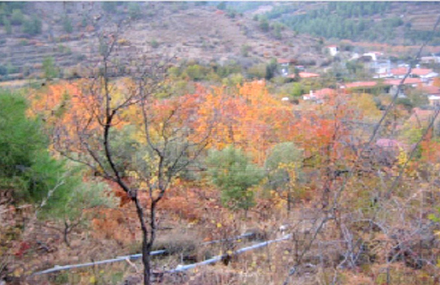 Vineyard in Tsakistra Village, Nicosia