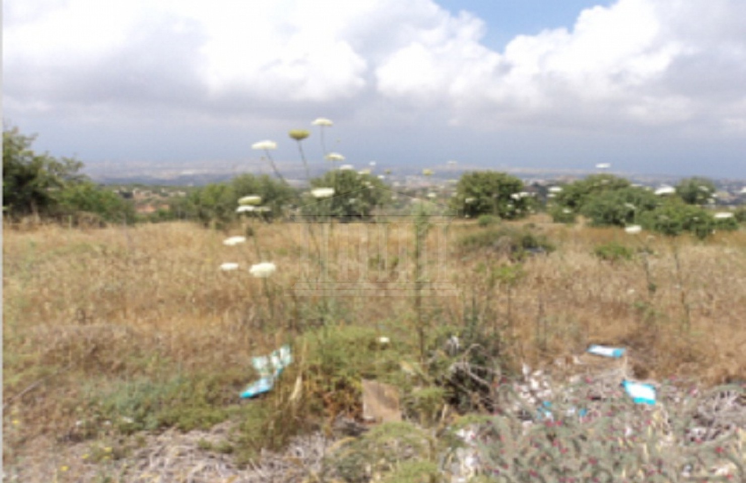 Agricultural Field in Mesogi Village, Paphos