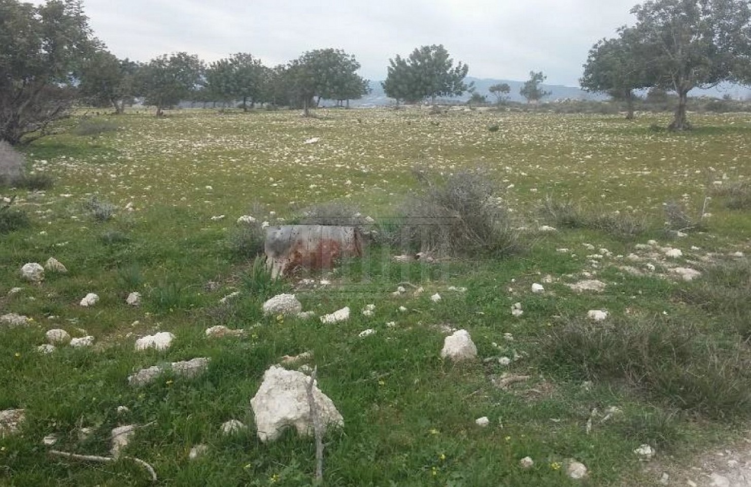 Field in Pentakomo, Limassol