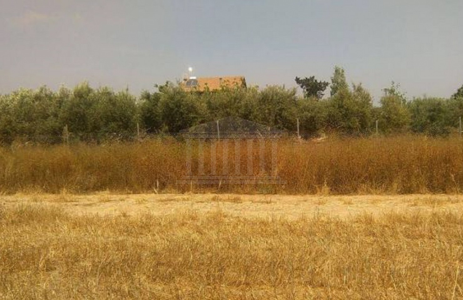 Field in Mazotos, Larnaka