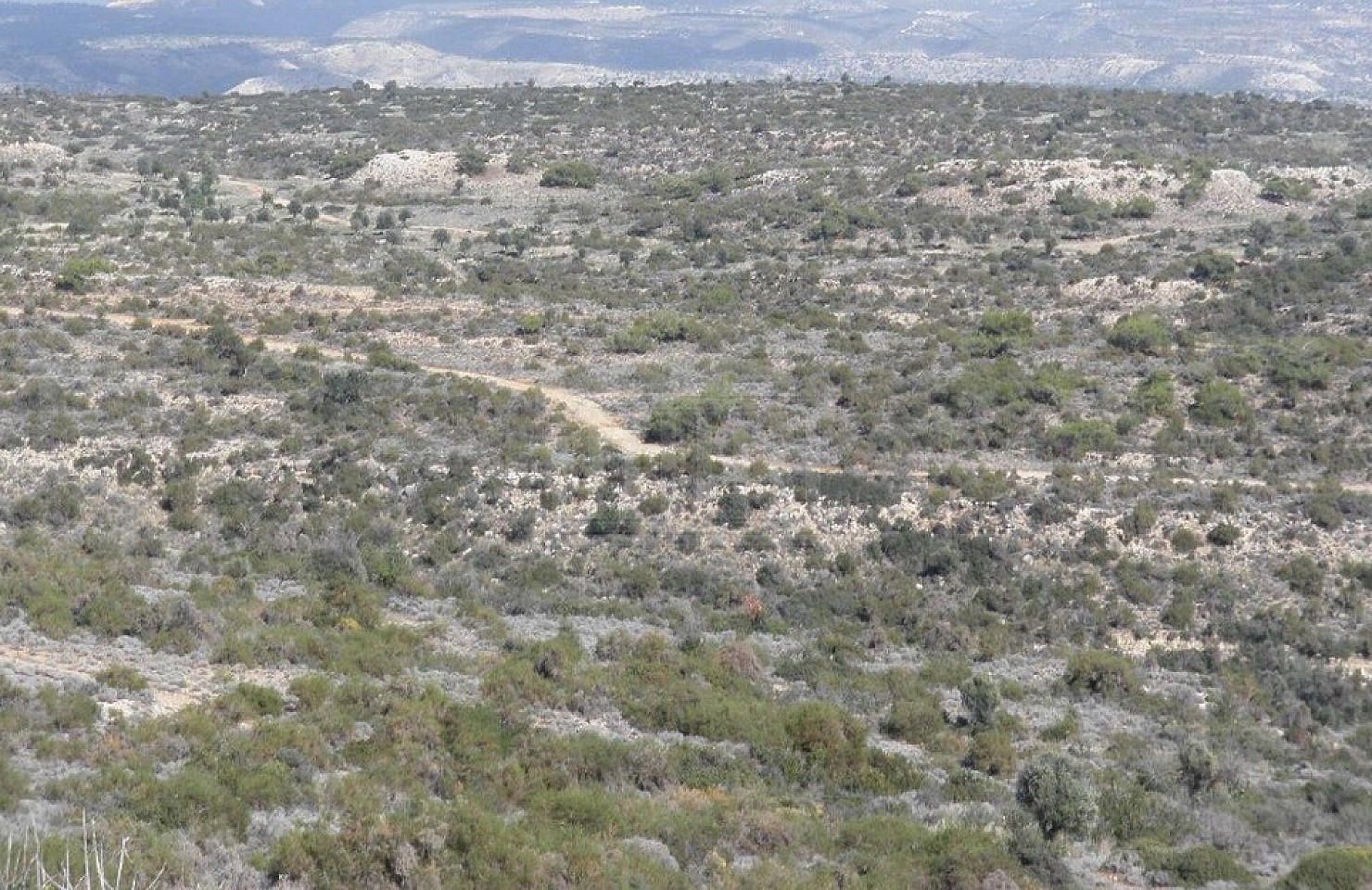 Field in Pissouri, Limassol