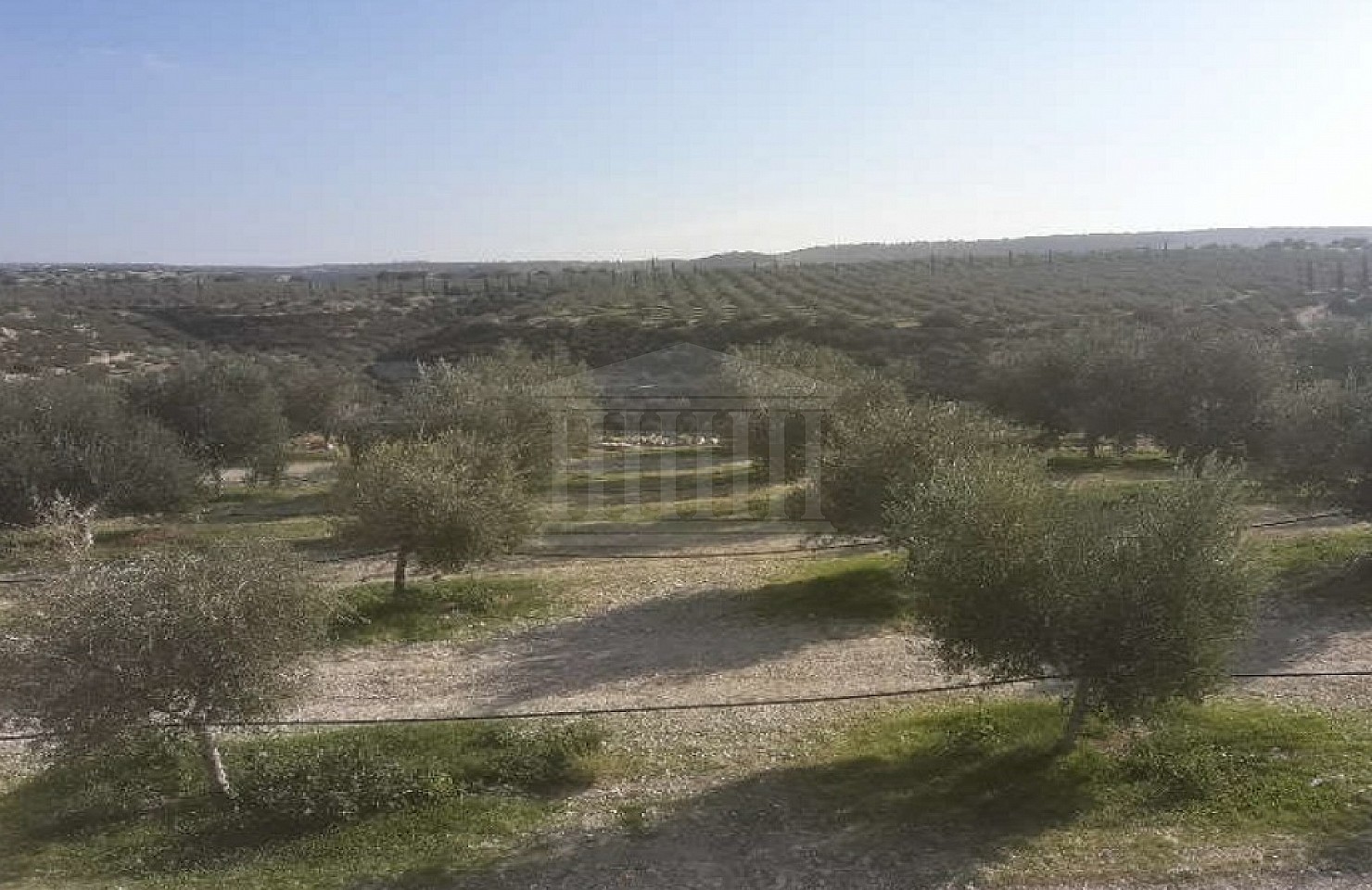 Field in Paramali, Limassol