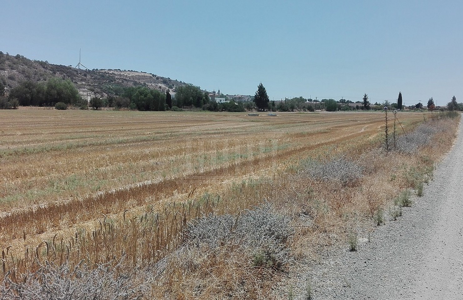 Field in Alethriko, Larnaka