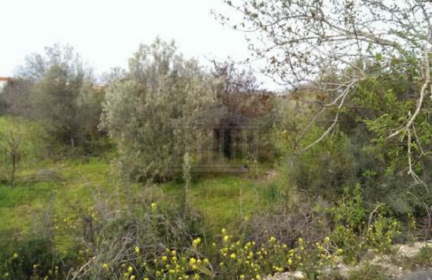 Field in Kissonerga, Paphos