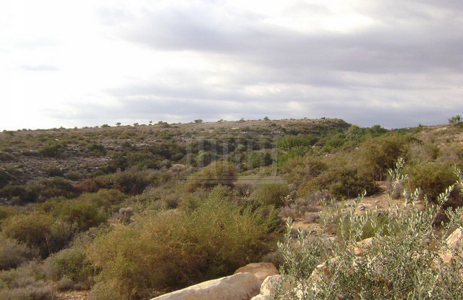 Two Adjoining Fields in Agia Fylaxis