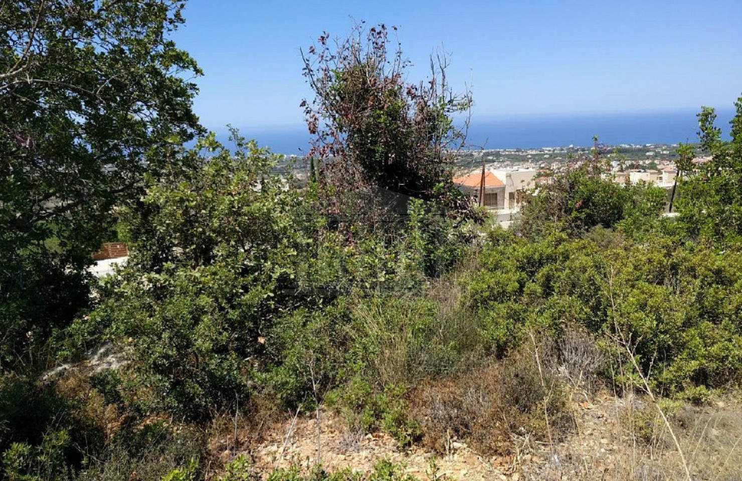 Field in Tala, Paphos