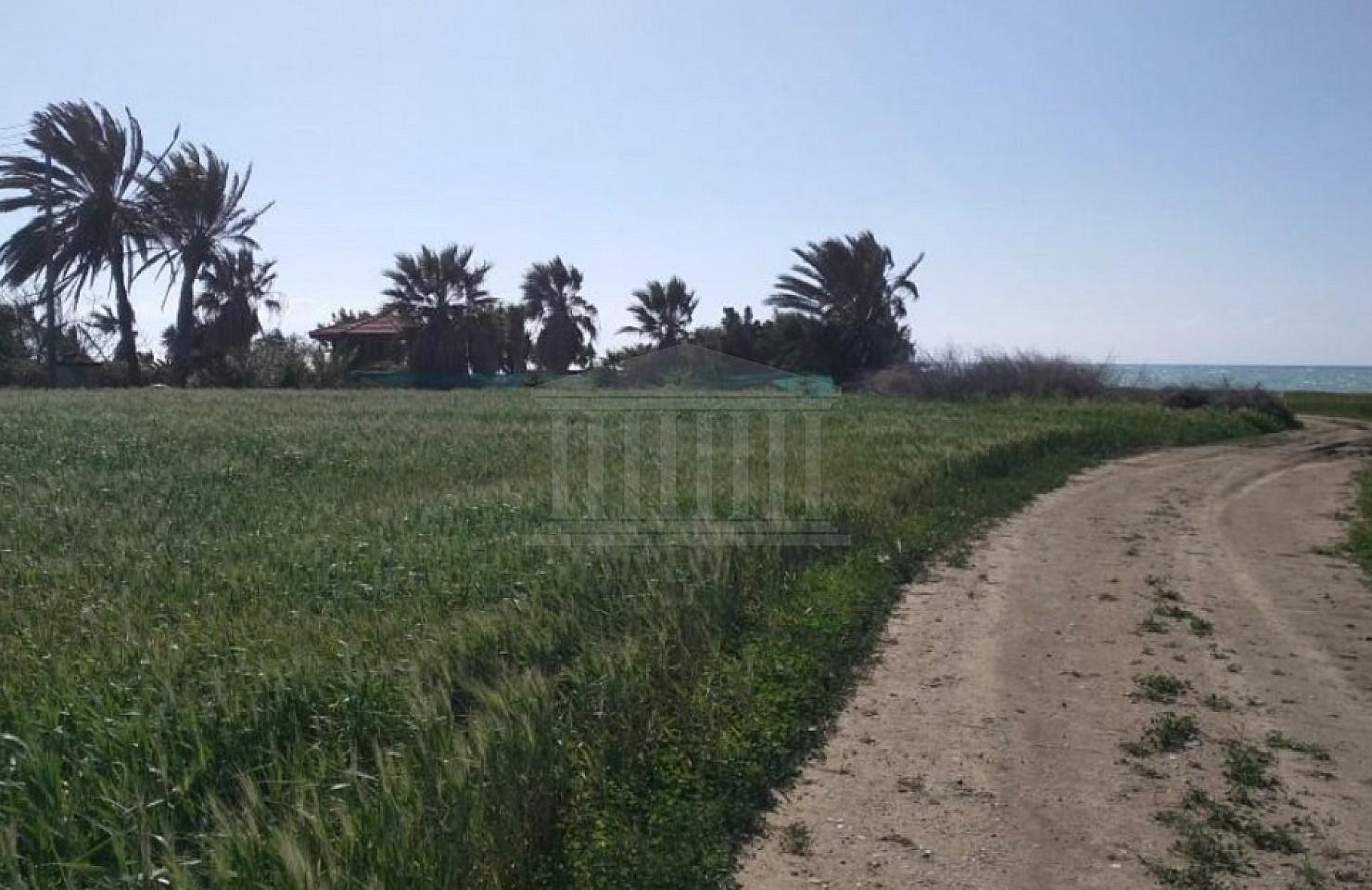 Field in Softades, Larnaka