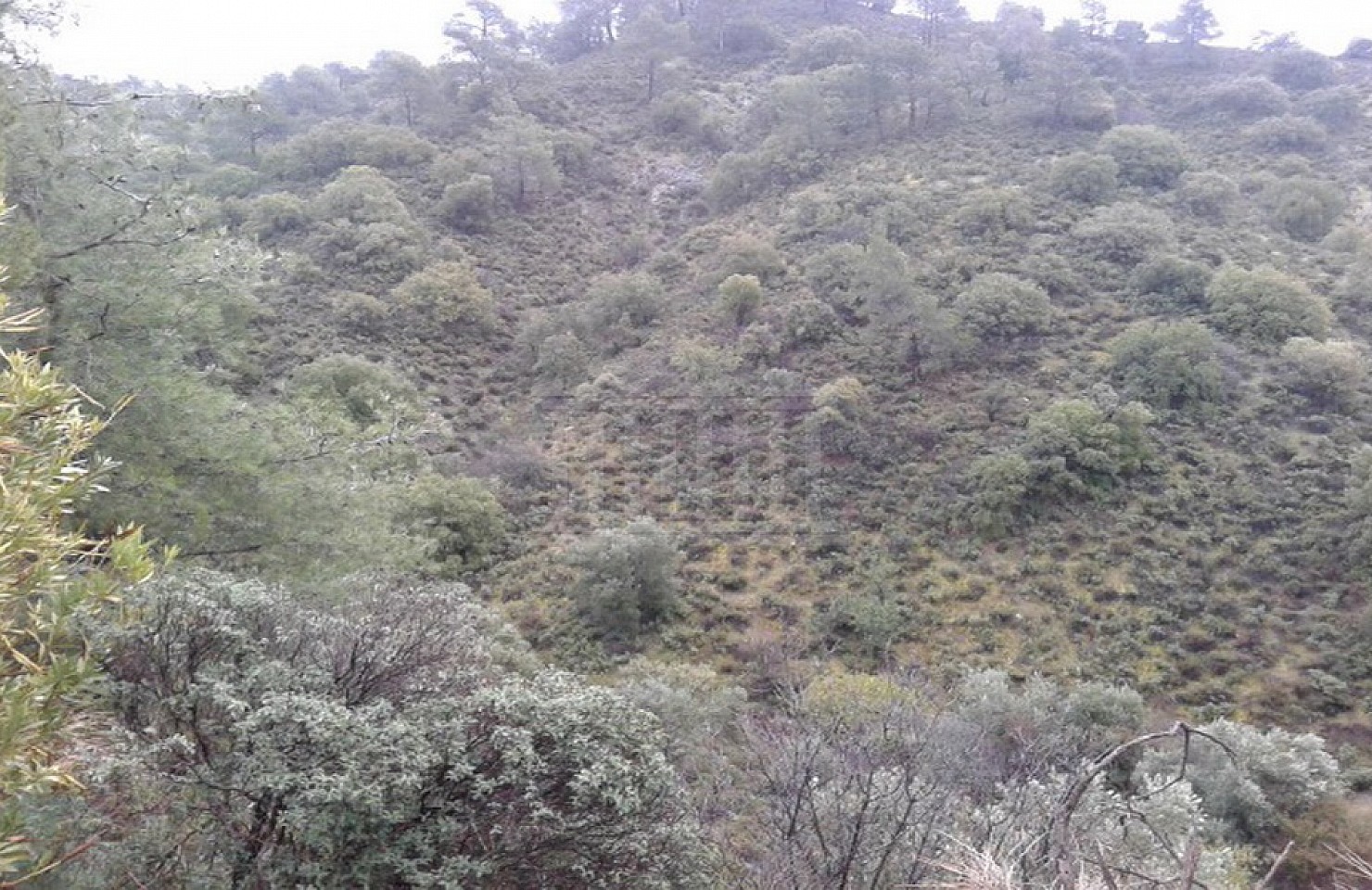 Field in Trimiklini, Limassol