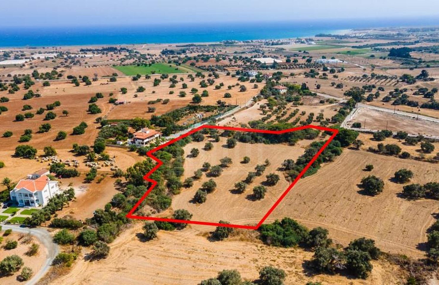 Field in Mazotos, Larnaca