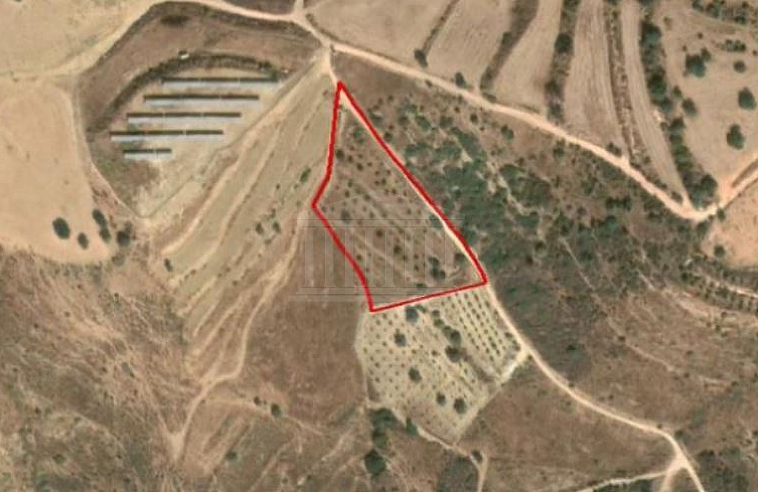 Field in Tala, Paphos