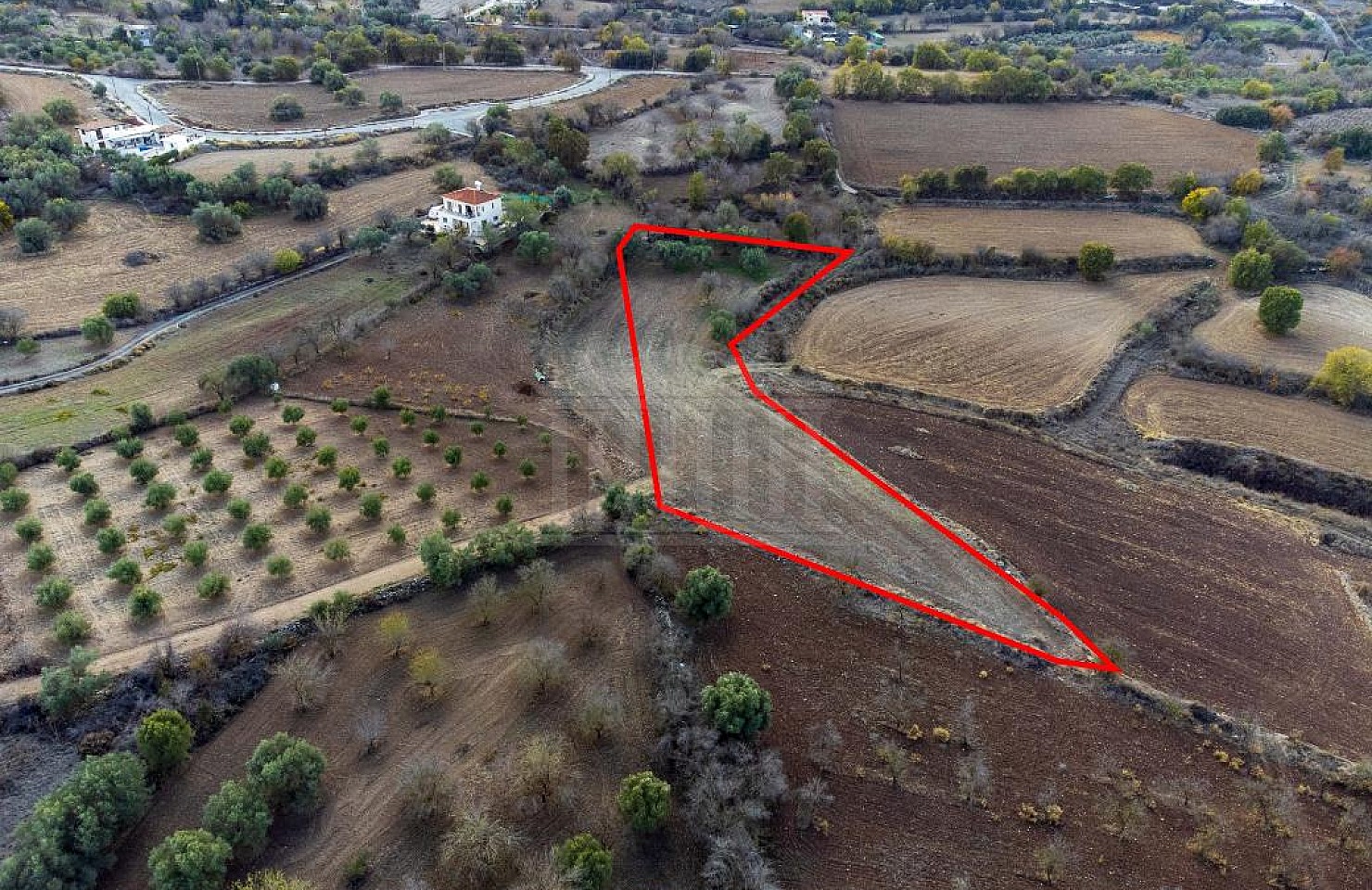 Field in Lasa, Paphos