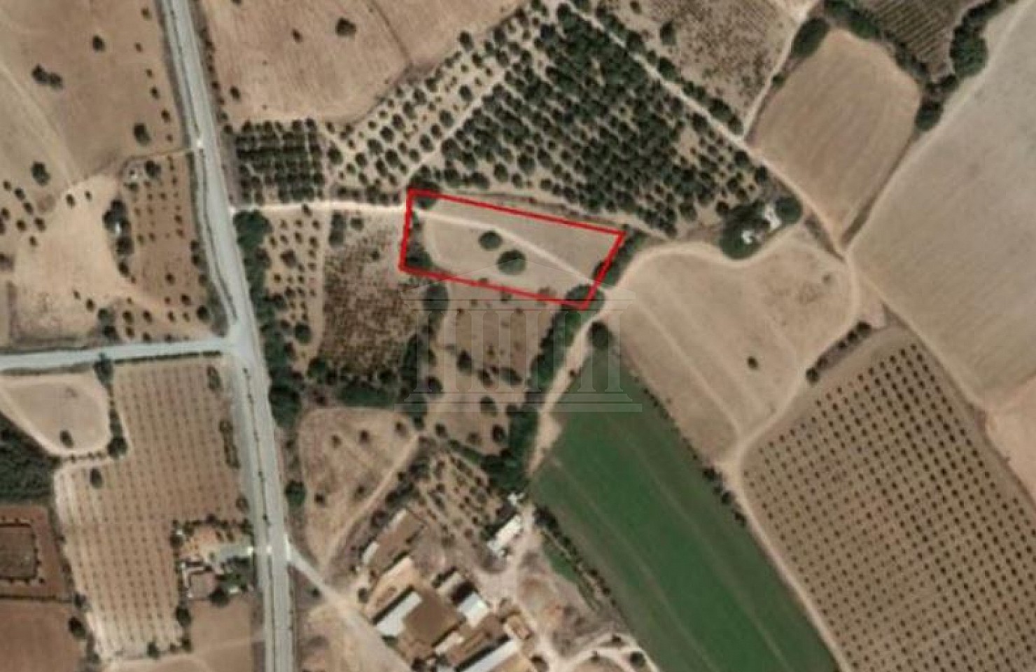 Field in Mazotos, Larnaca