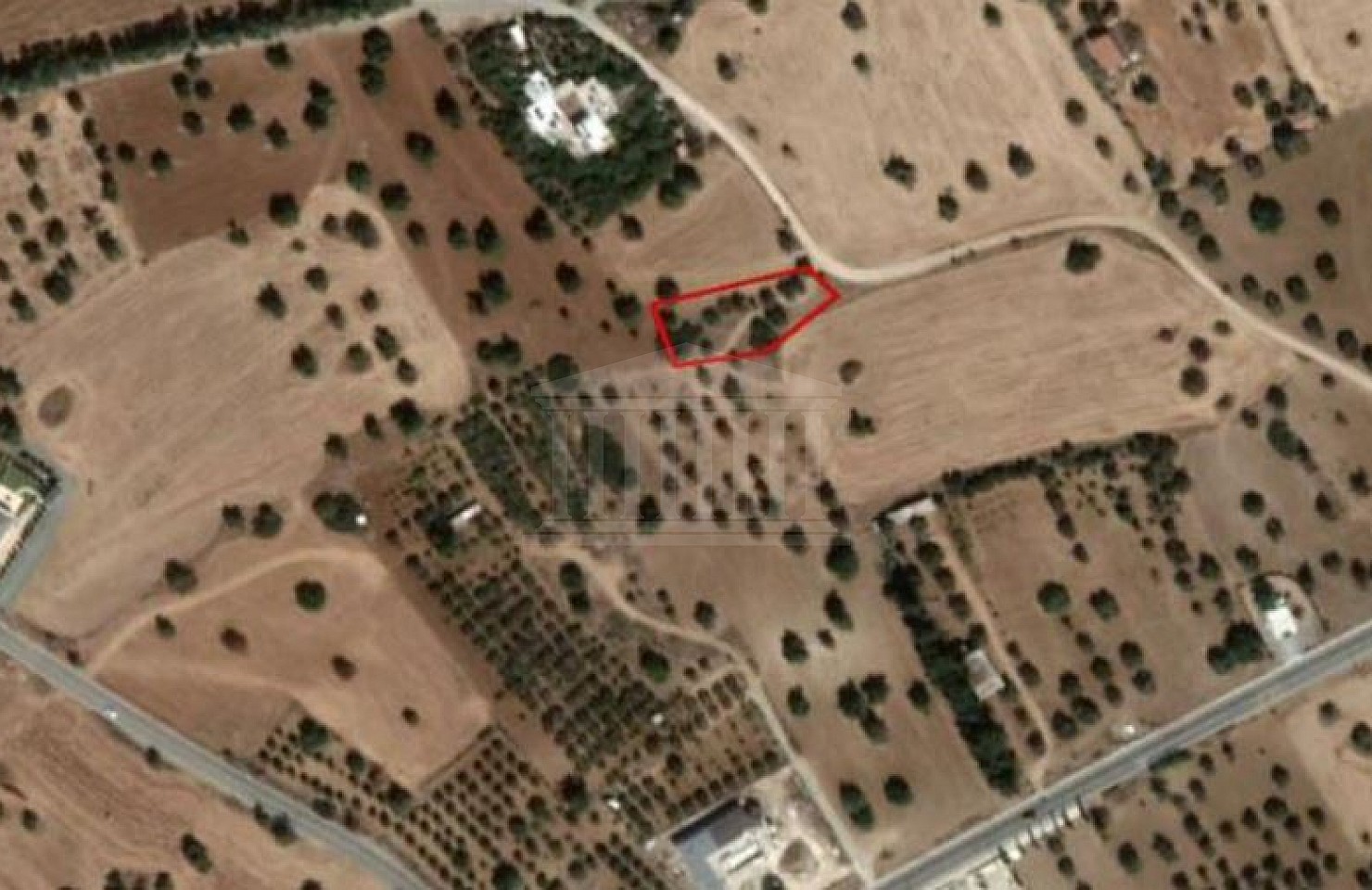 Field in Mazotos, Larnaca