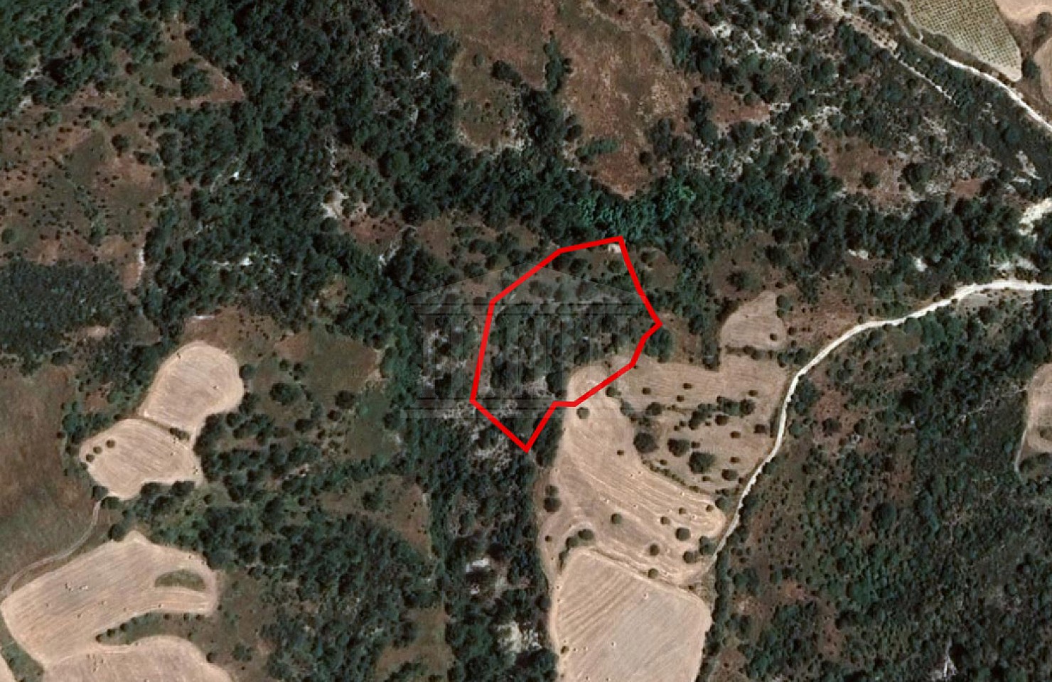 Field in Mousere, Paphos