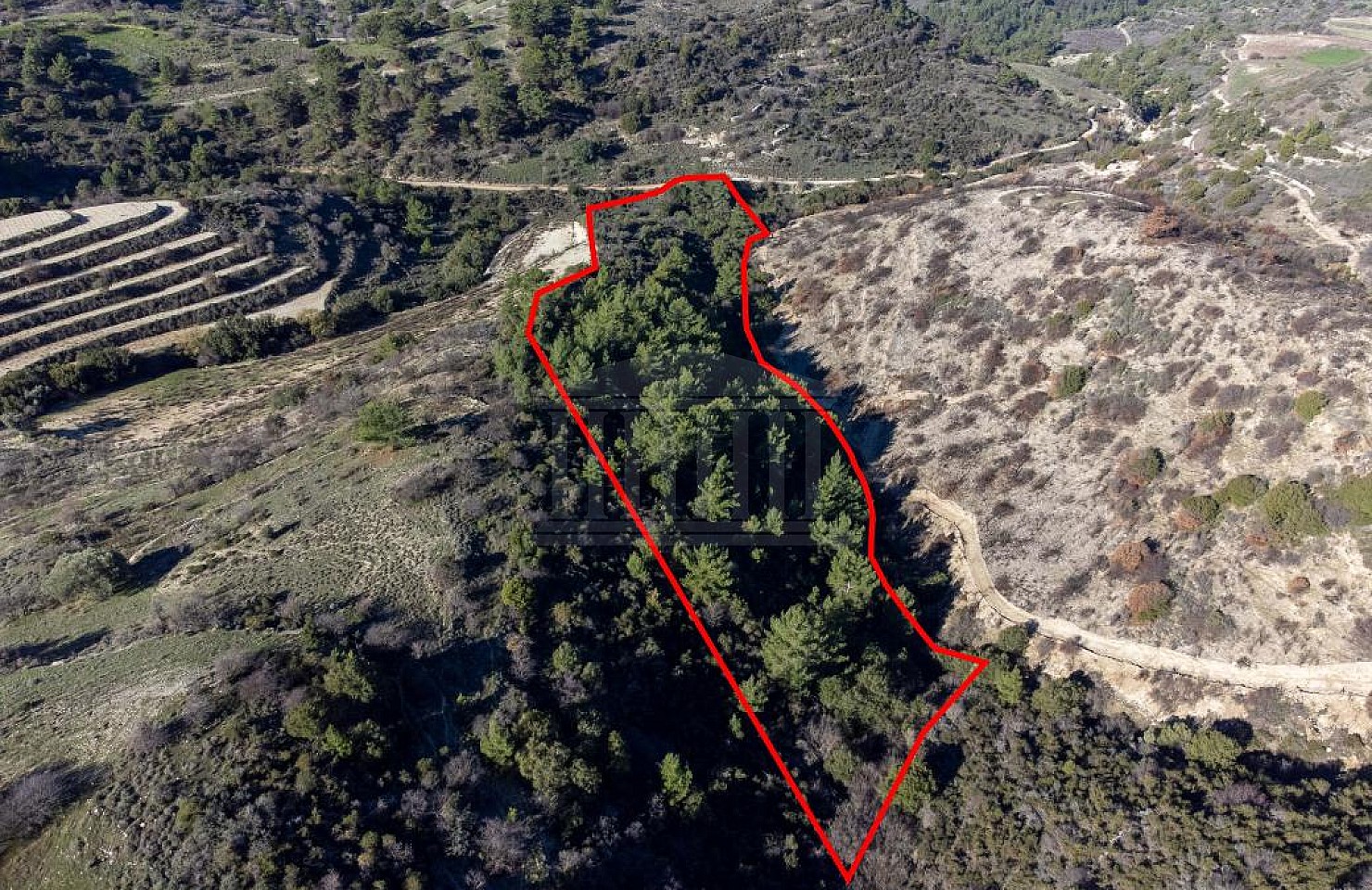 Field in Mousere, Paphos