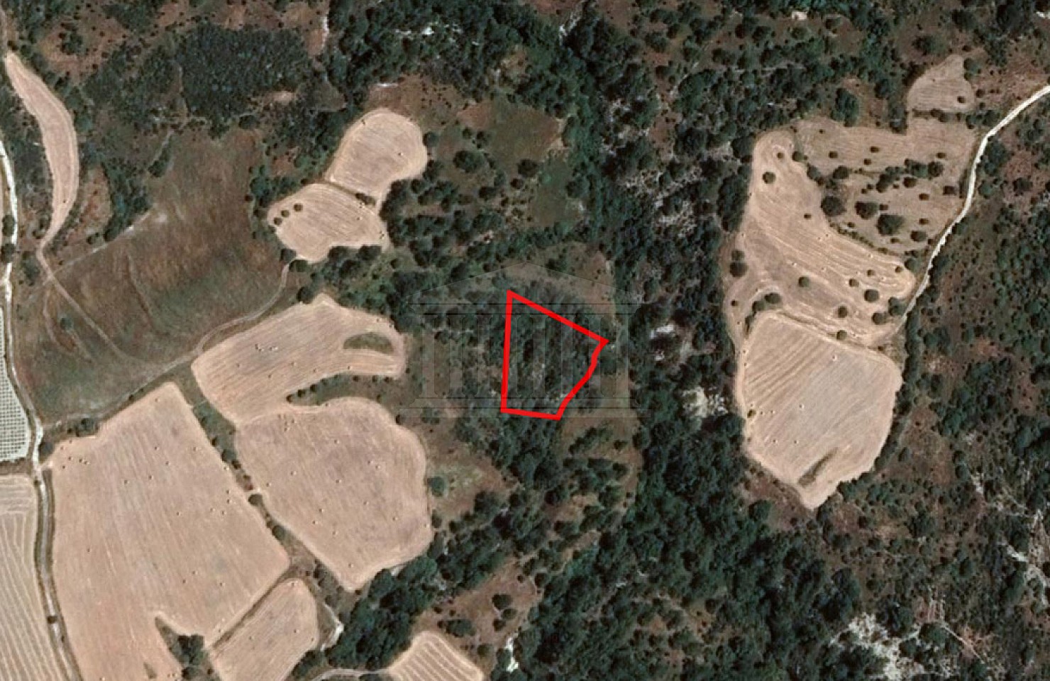 Field in Mousere, Paphos
