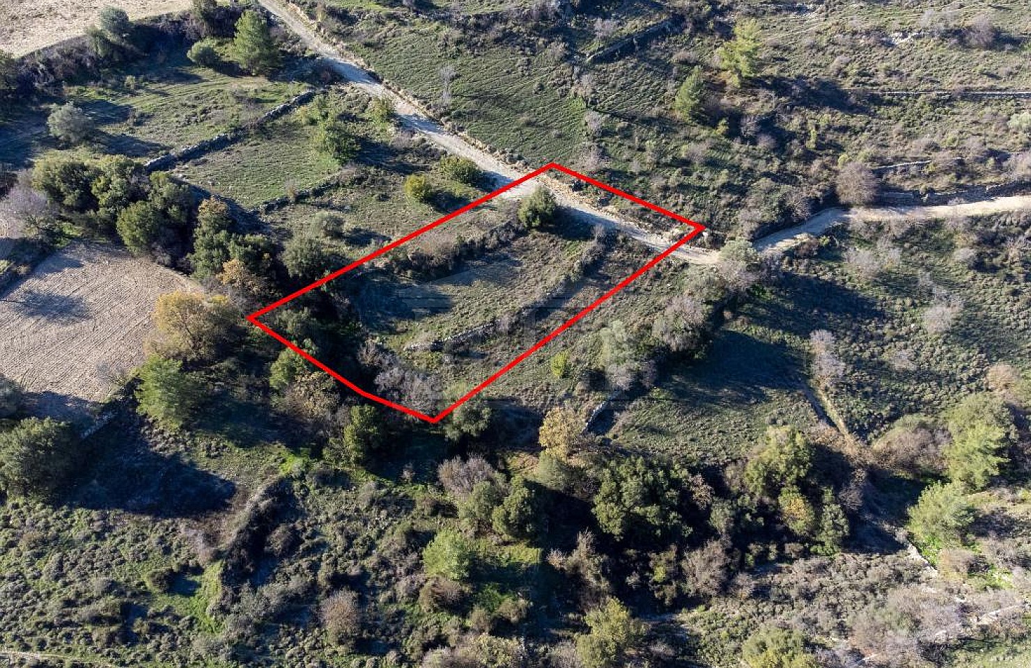 Field in Mousere, Paphos