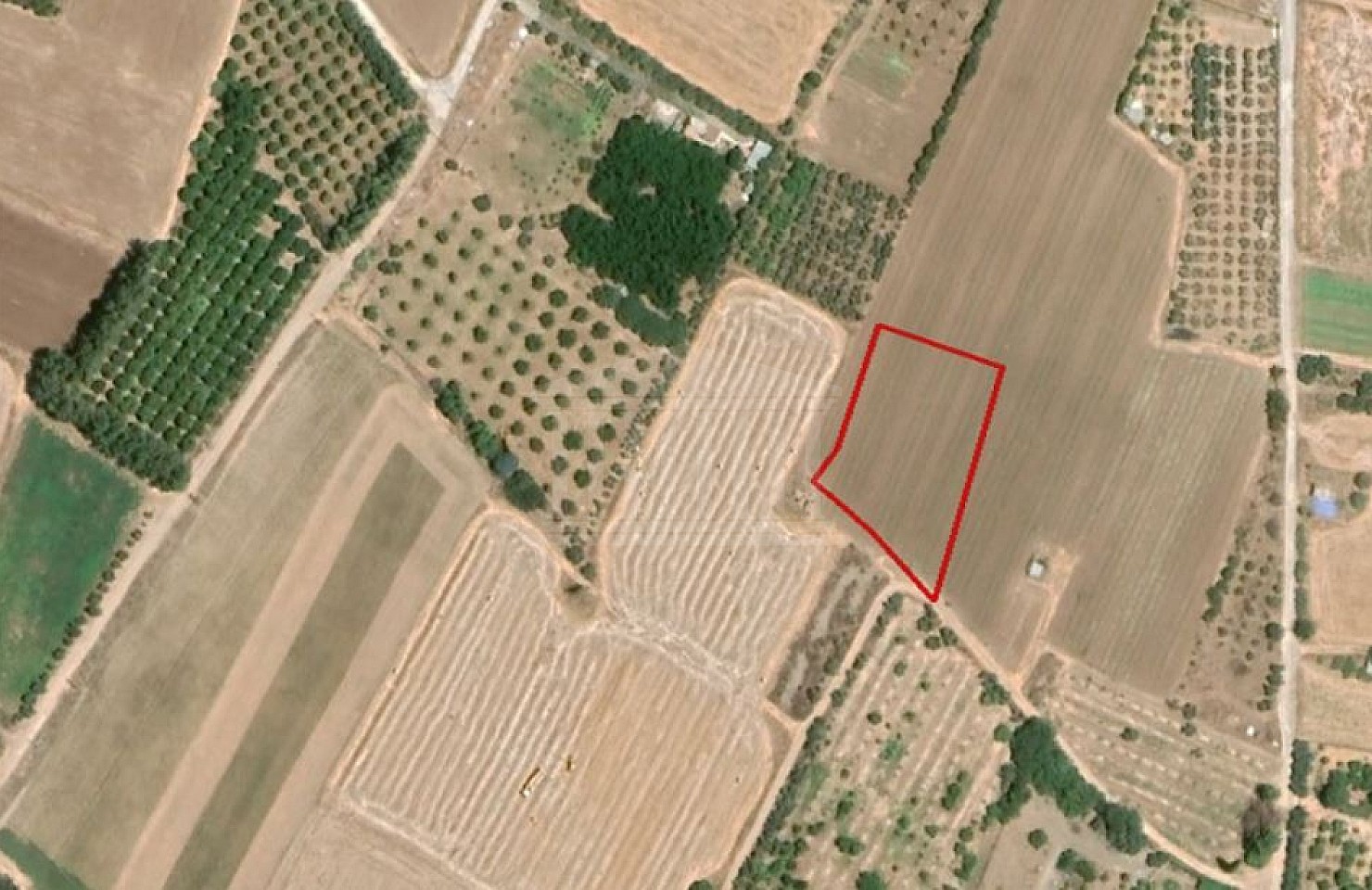 Field in Timi, Paphos