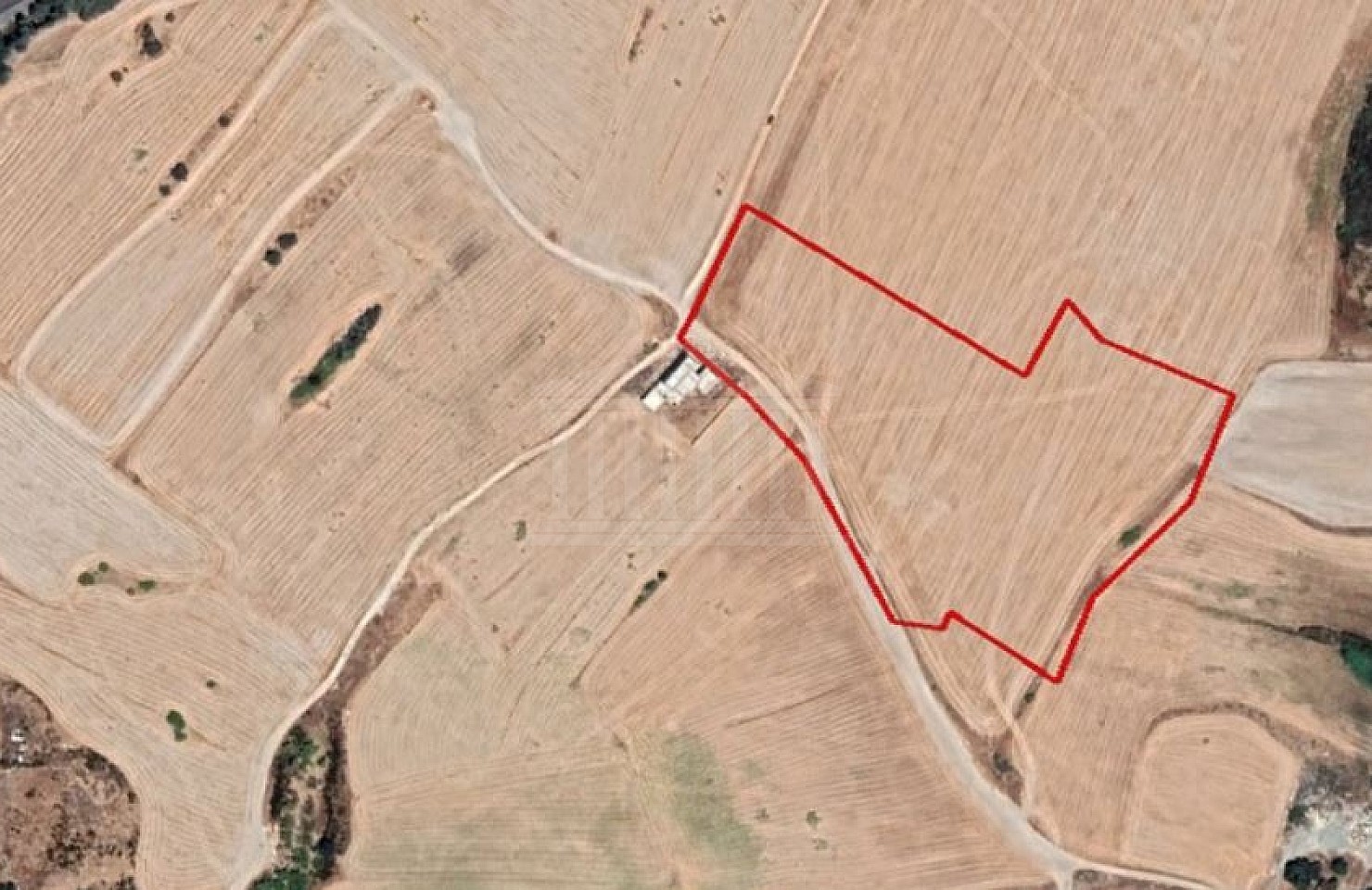 Field in Livadia, Larnaca
