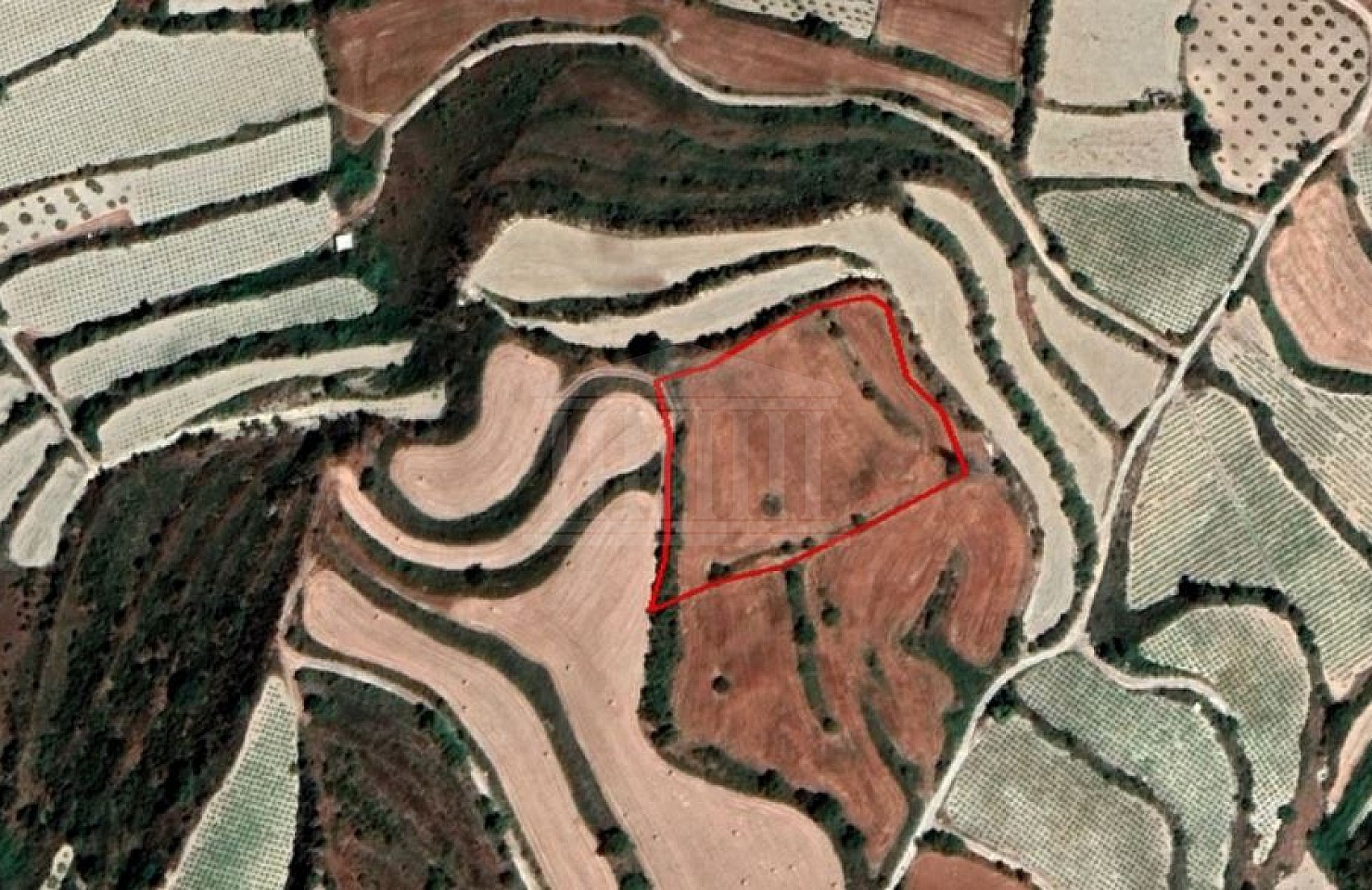 Field in Kallepeia, Paphos