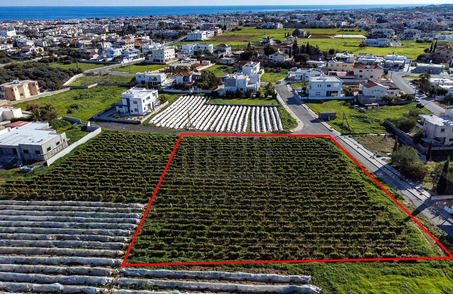 Shared field in Paralimni, Ammochostos