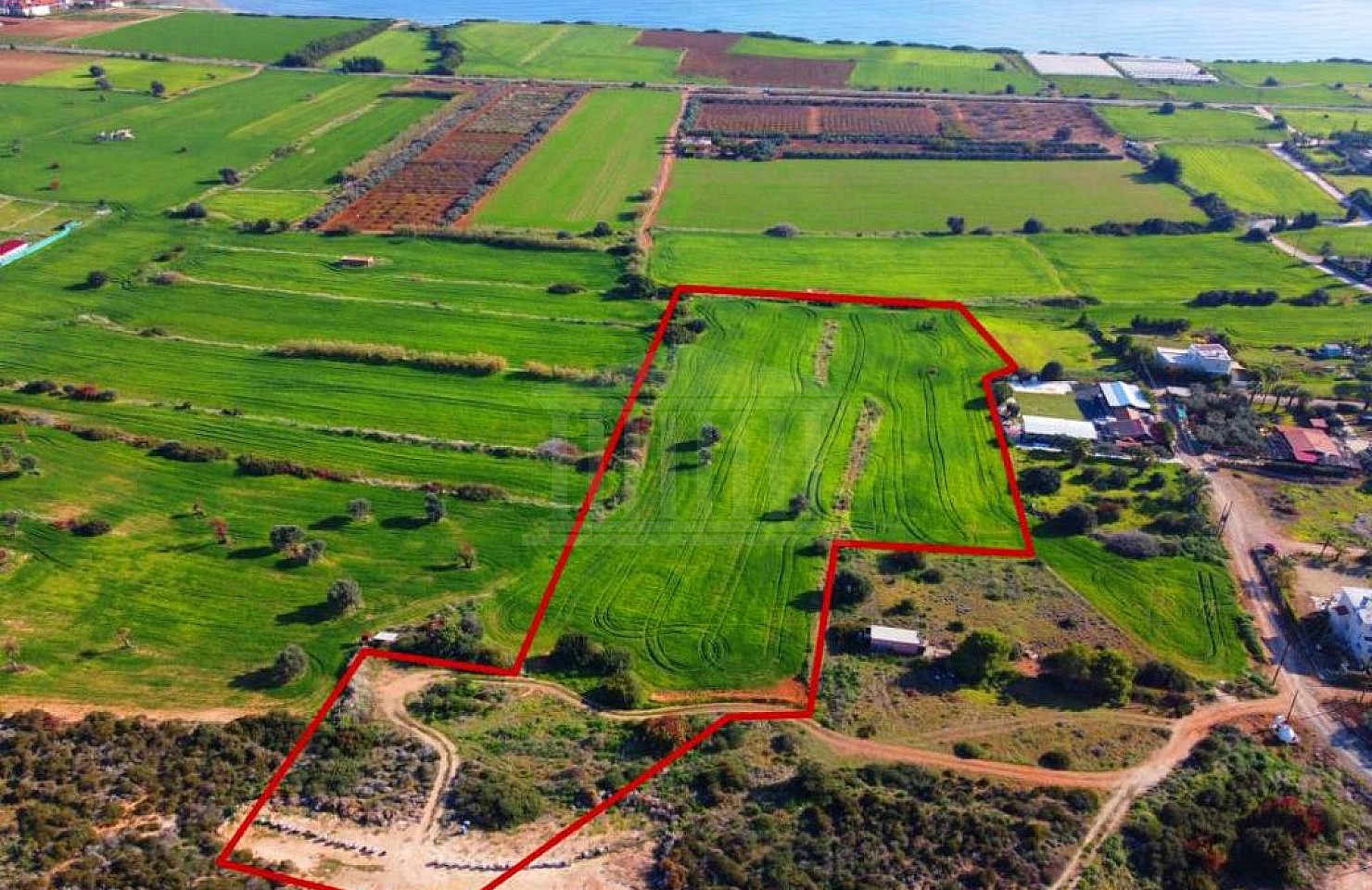 Field in Agios Theodoros, Larnaka