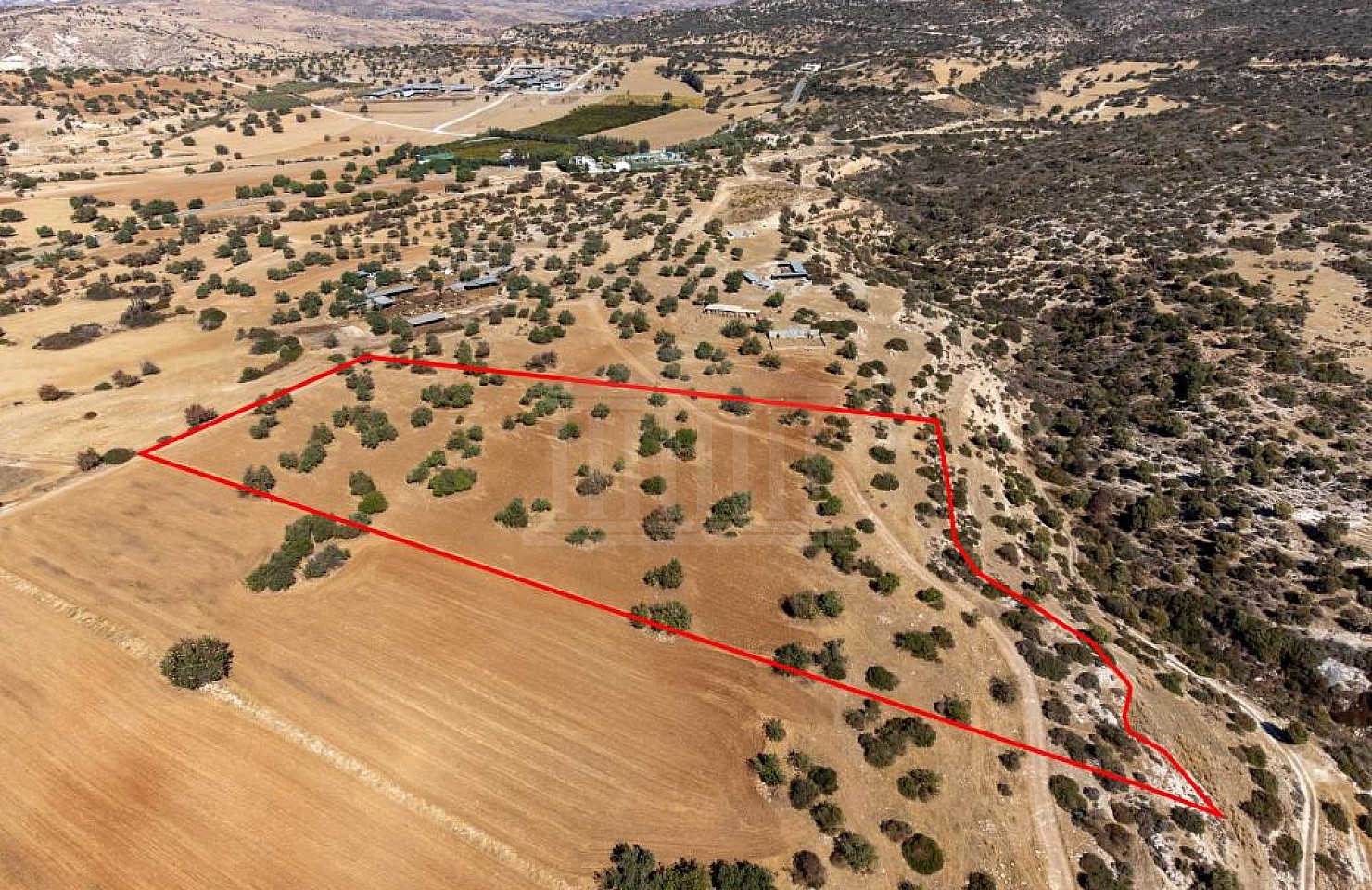 Field in Kouklia, Paphos